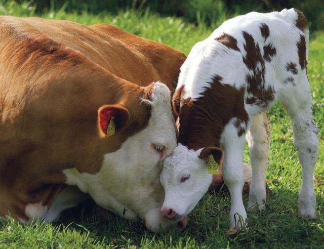 Foto di una mucca con il suo vitello
